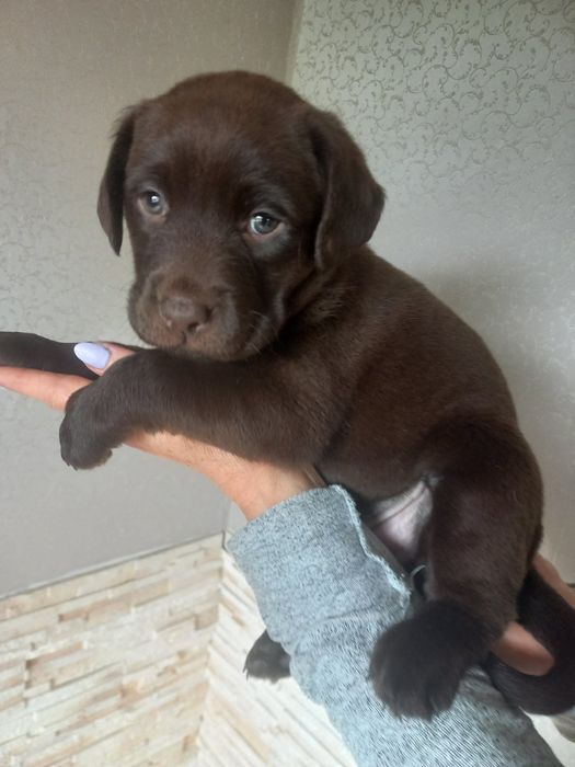 Цуценята лабрадори