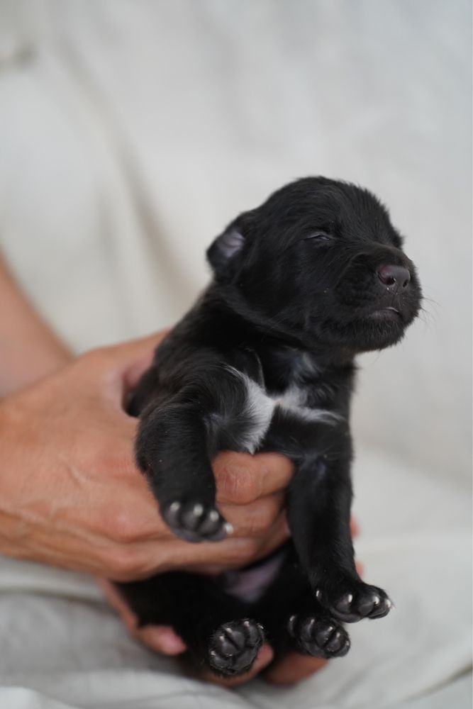 6 Cachorrinhos machos para adoção urgente