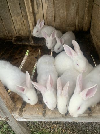 Кролики Панони 4-х місячні