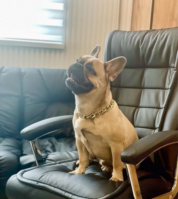 Хлопчик Француз, шукає красуню для вʼязки!