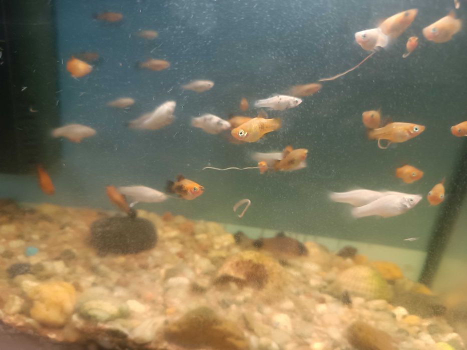 Sprzedam Molinezje i platynki