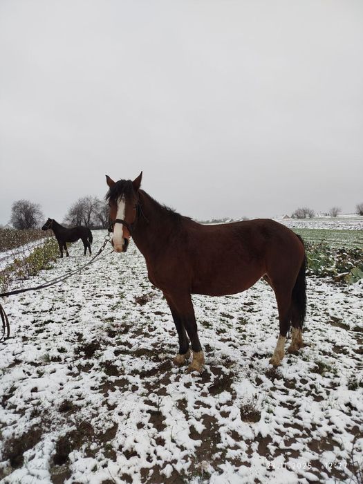 Продам молоду кобилу.