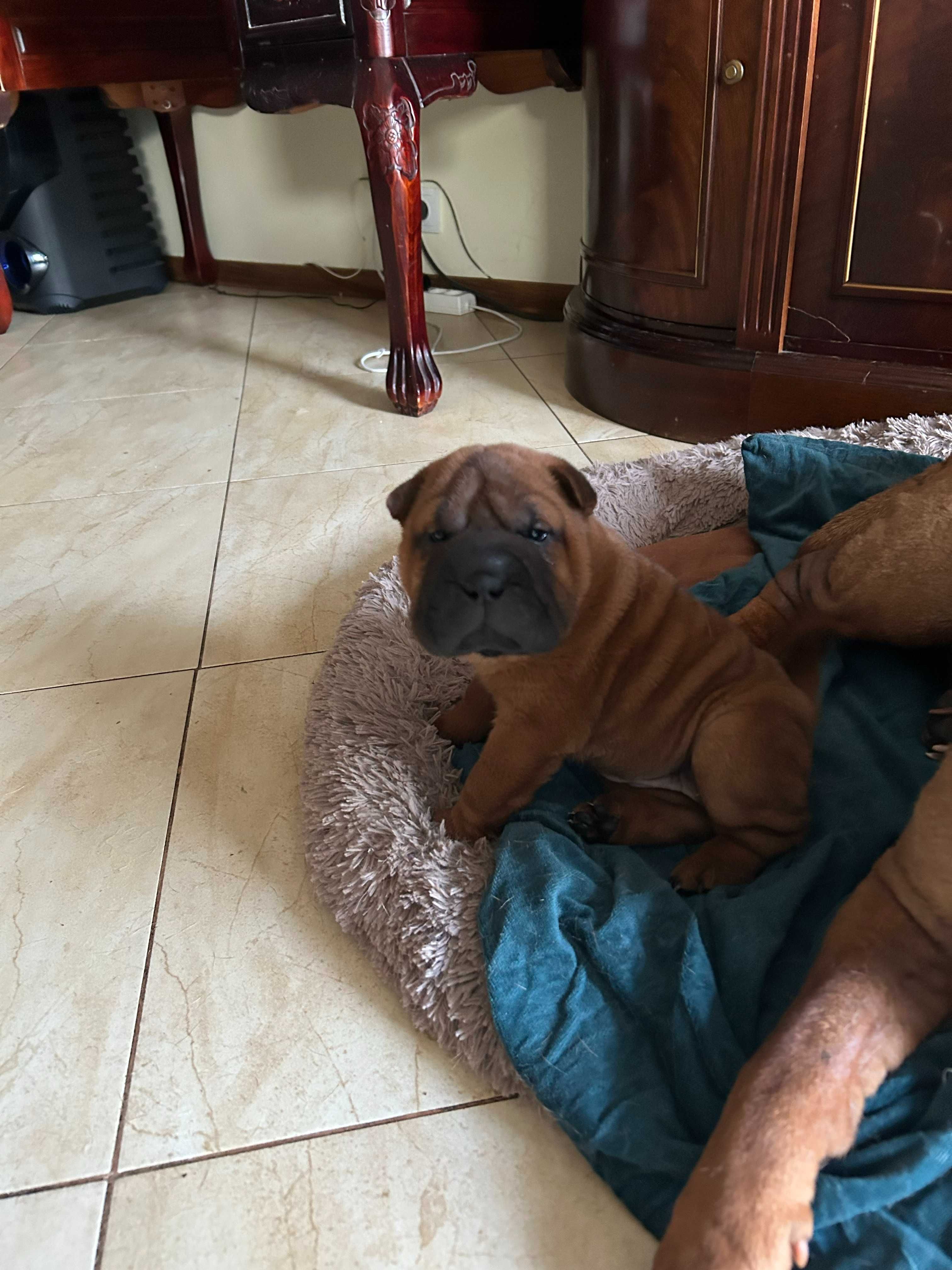szczeniaki shar-pei ZKwP FCI