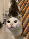 Silver (FeLV+) - mały, młody kot, kociak, kocurek do adopcji za darmo