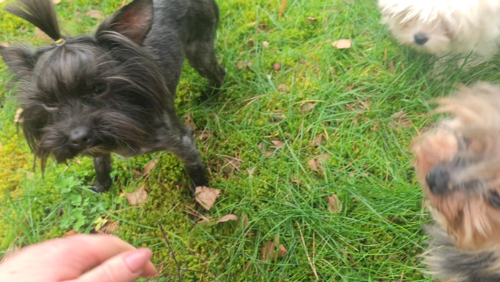 Yorkshire terrier W TYPIE 2,5mies