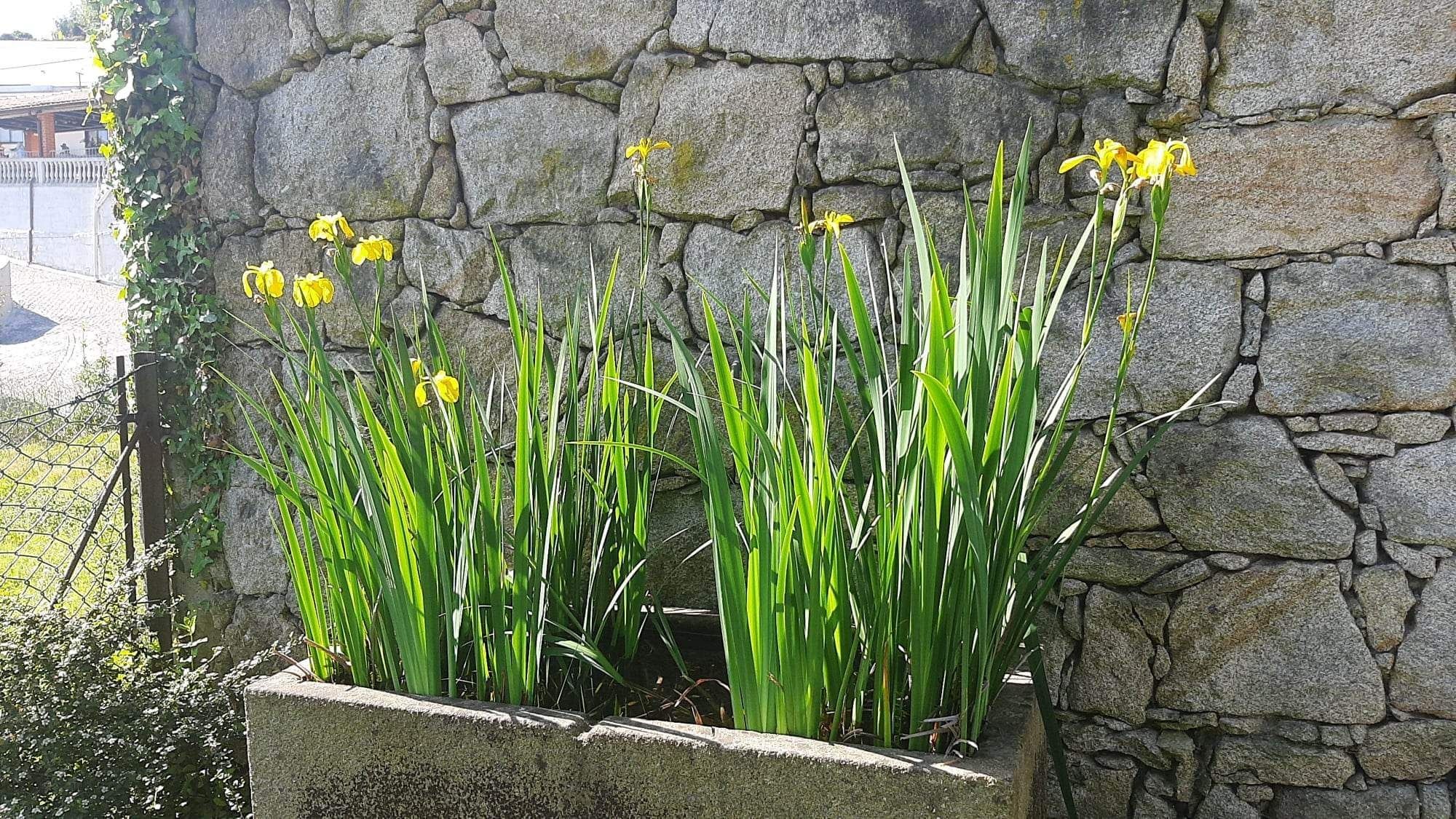 Plantas de lago Nenúfares