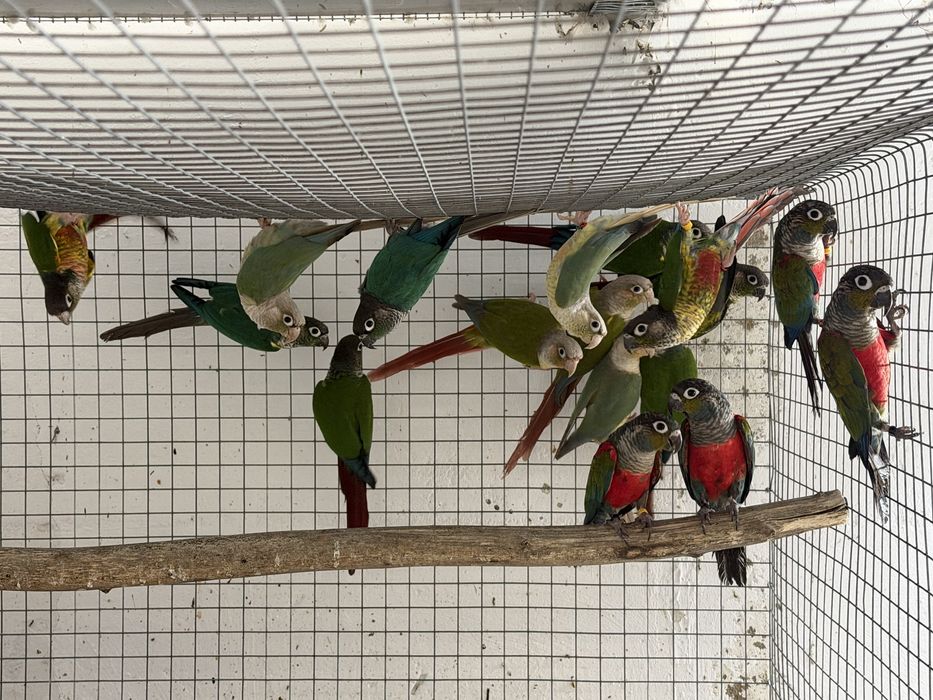 Pyrrhuras para venda