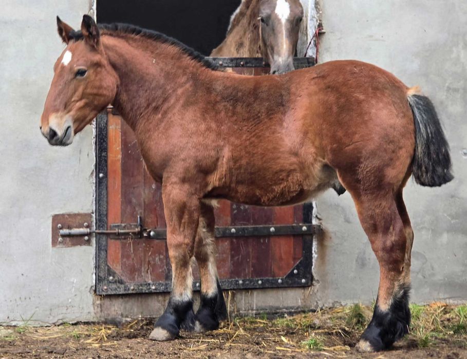 Przyszłościowy ogierek zimnokrwisty