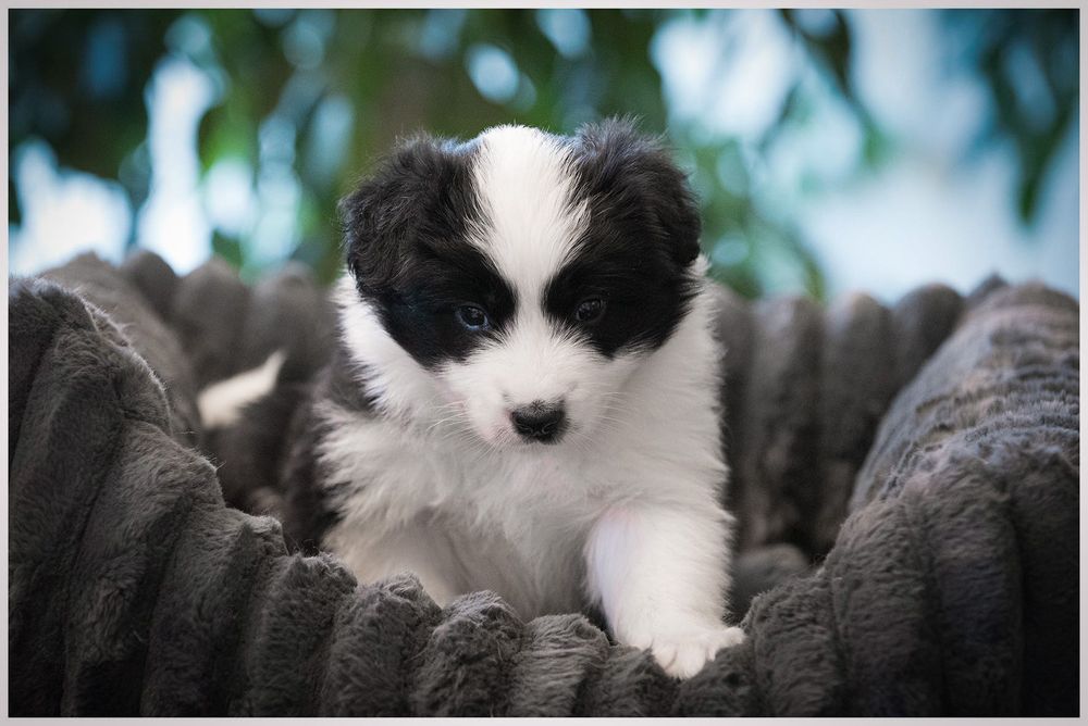 Border Collie FCI ZKwP