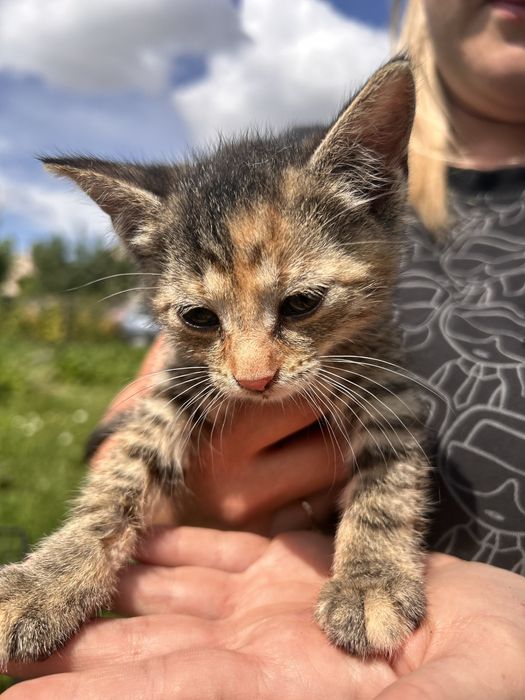 Kocięta 8 tyg szukaja domow