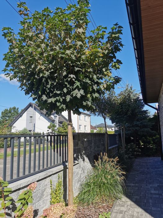 Klon szczepiony na pniu 2szt