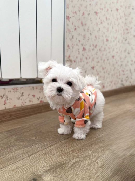 дівчата міні мальтезе КСУ (Корея)