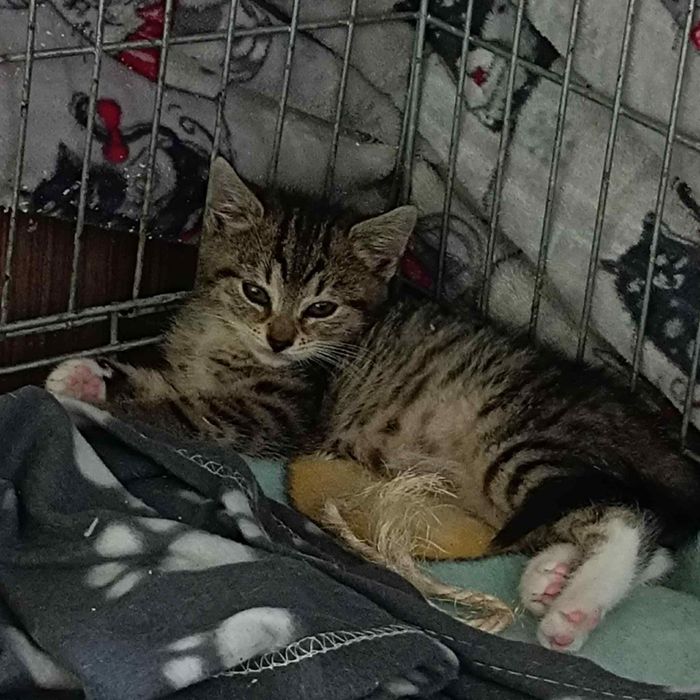 Maleństwo do adopcji!