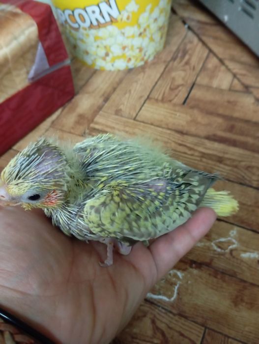 Carturras domesticadas á mão