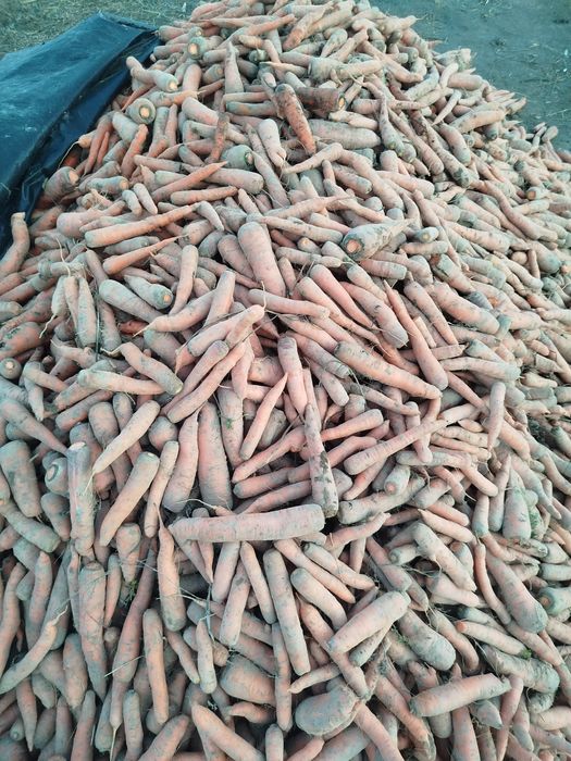 Продам    моркву