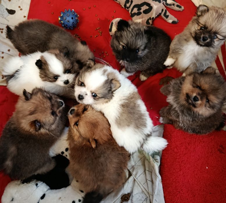 Щенки померанского шпица.
