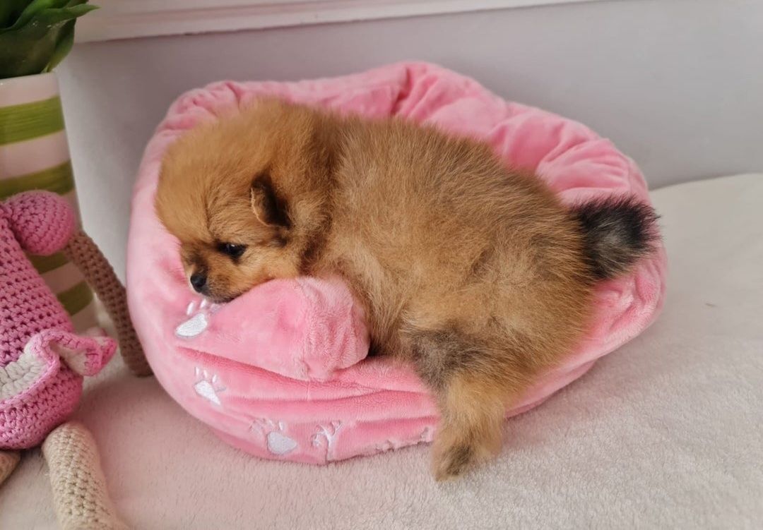 Szpic Miniaturowy Rudy Pomeranian