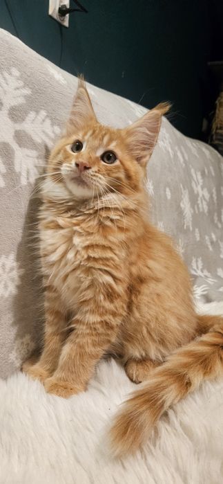 Maine coon rudy GRINGO kot kocur