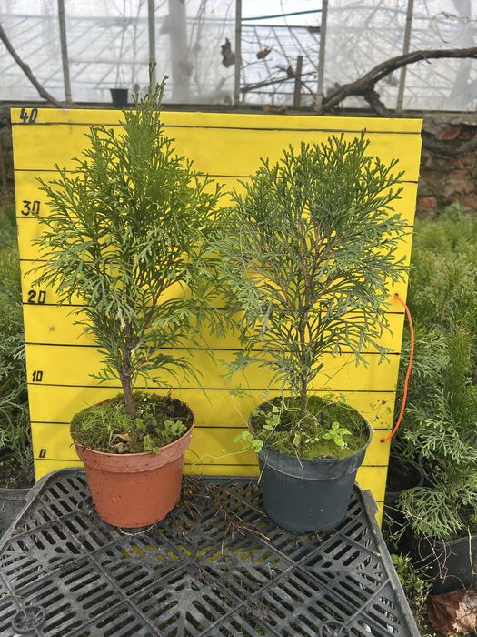 Смарагд-гуртом, горщик п9, 0,75, с2