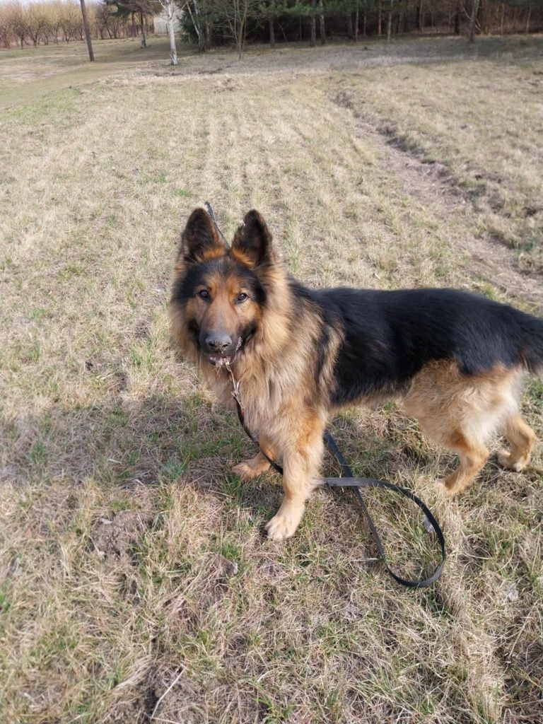 Alex pilnie szuka domu na zawsze