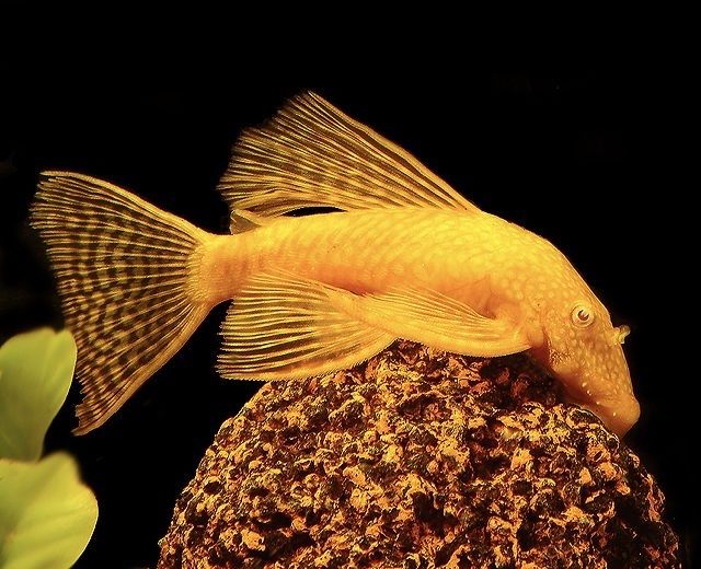 Ancistrus albinos e negros 3€