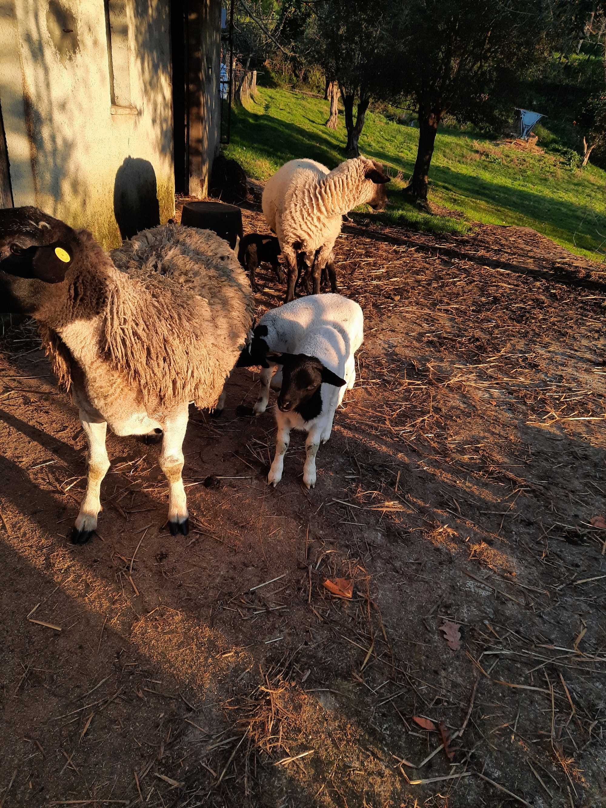 Animais de quinta