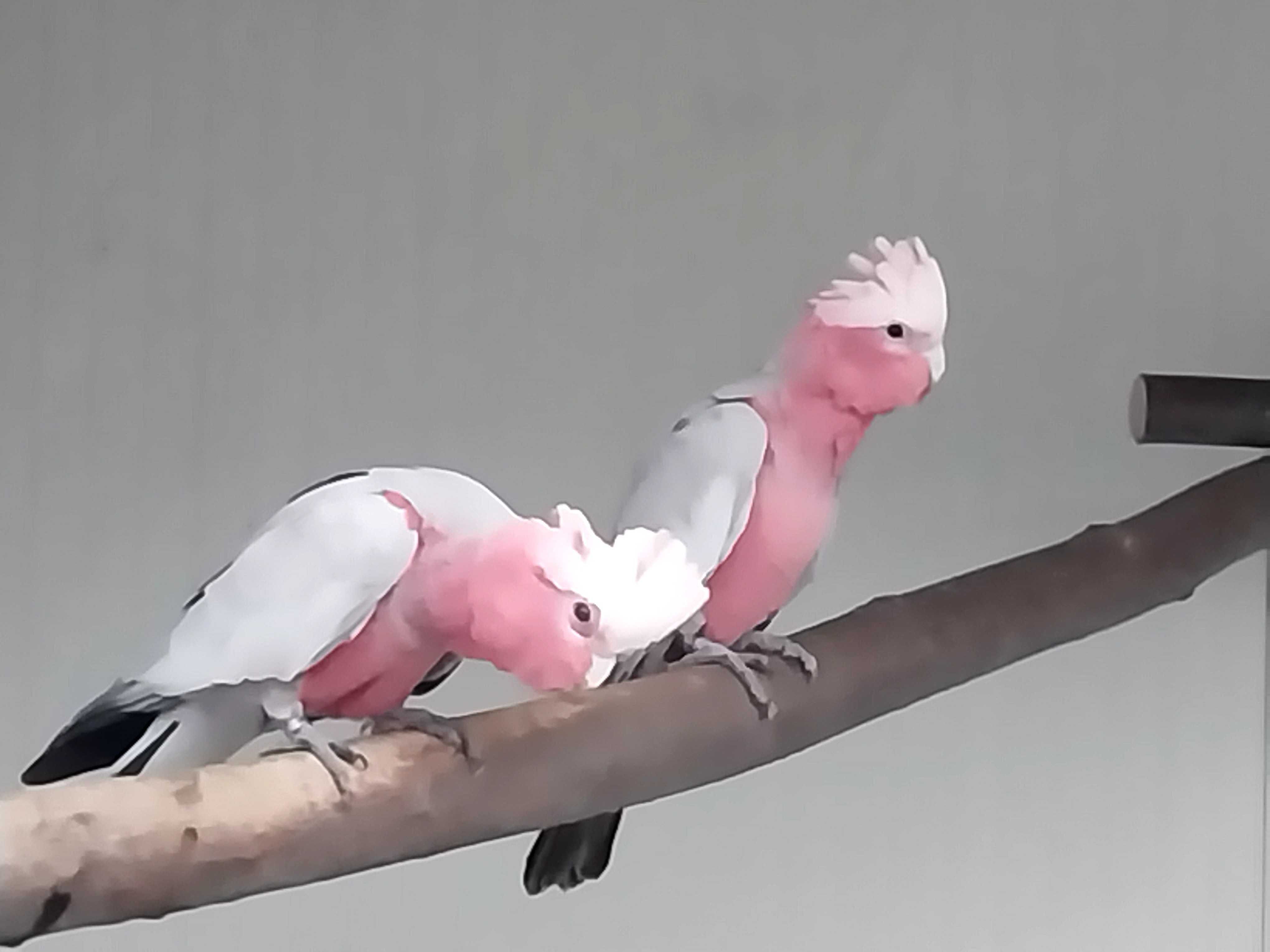 Cacatuas   Galah