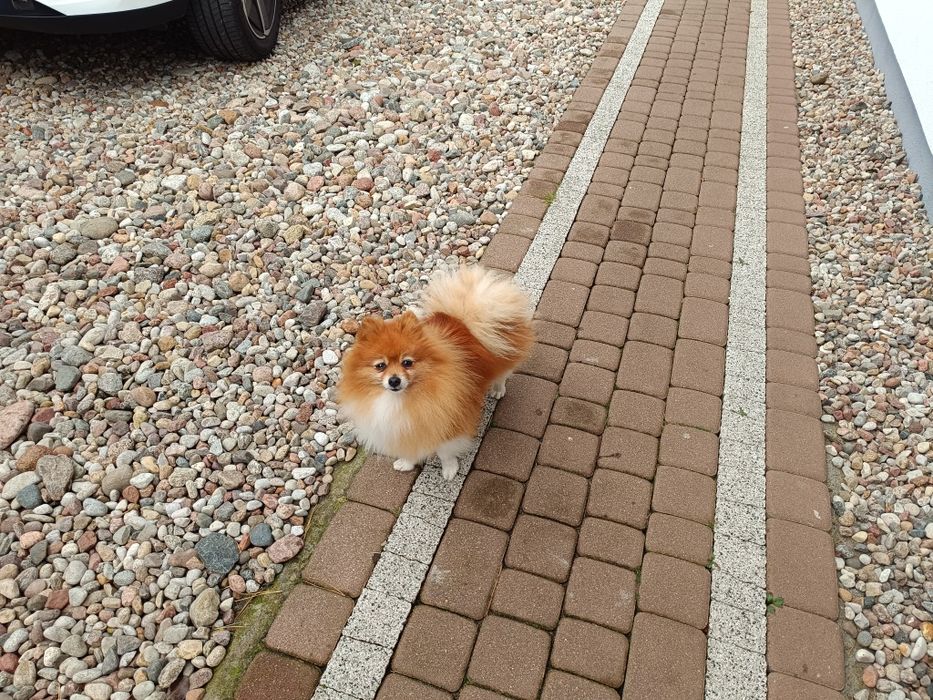 Szpic miniaturowy pomeranian