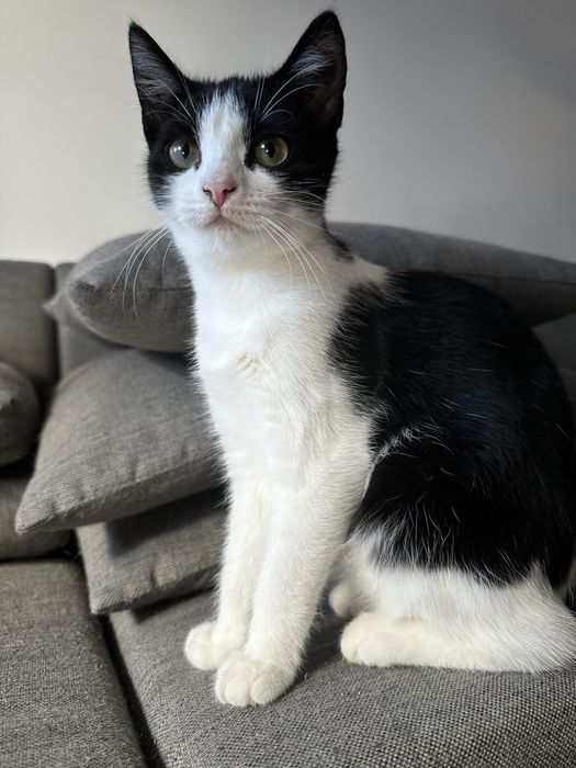 5 miesięczna kochana kotka Felicja szuka domu