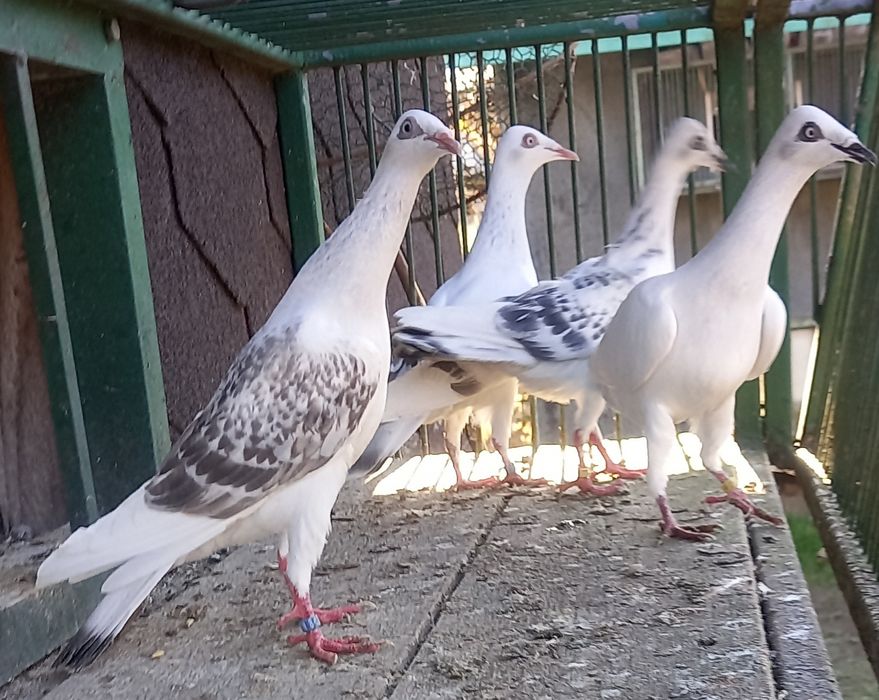 Gołębie srebrniaki,pasiaki,jarzębiak