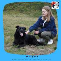 Major-do adopcji schroniskoJasionka