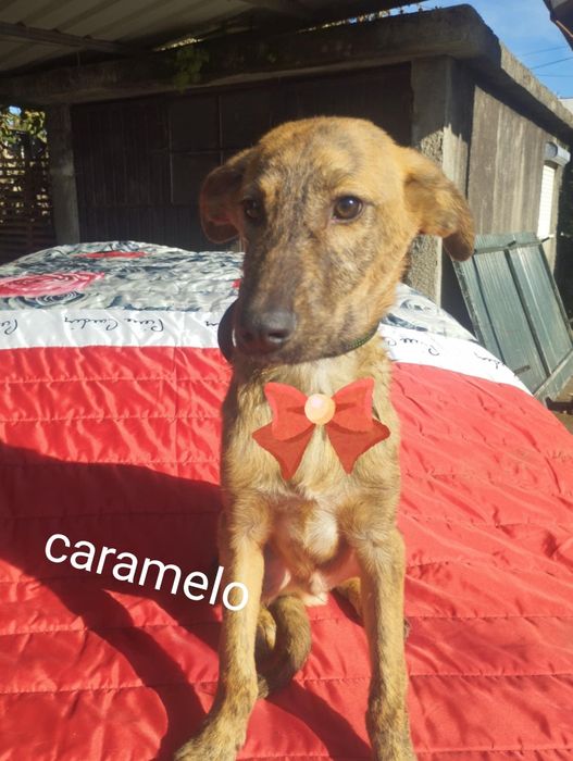 Caramelo para adoção muito responsável