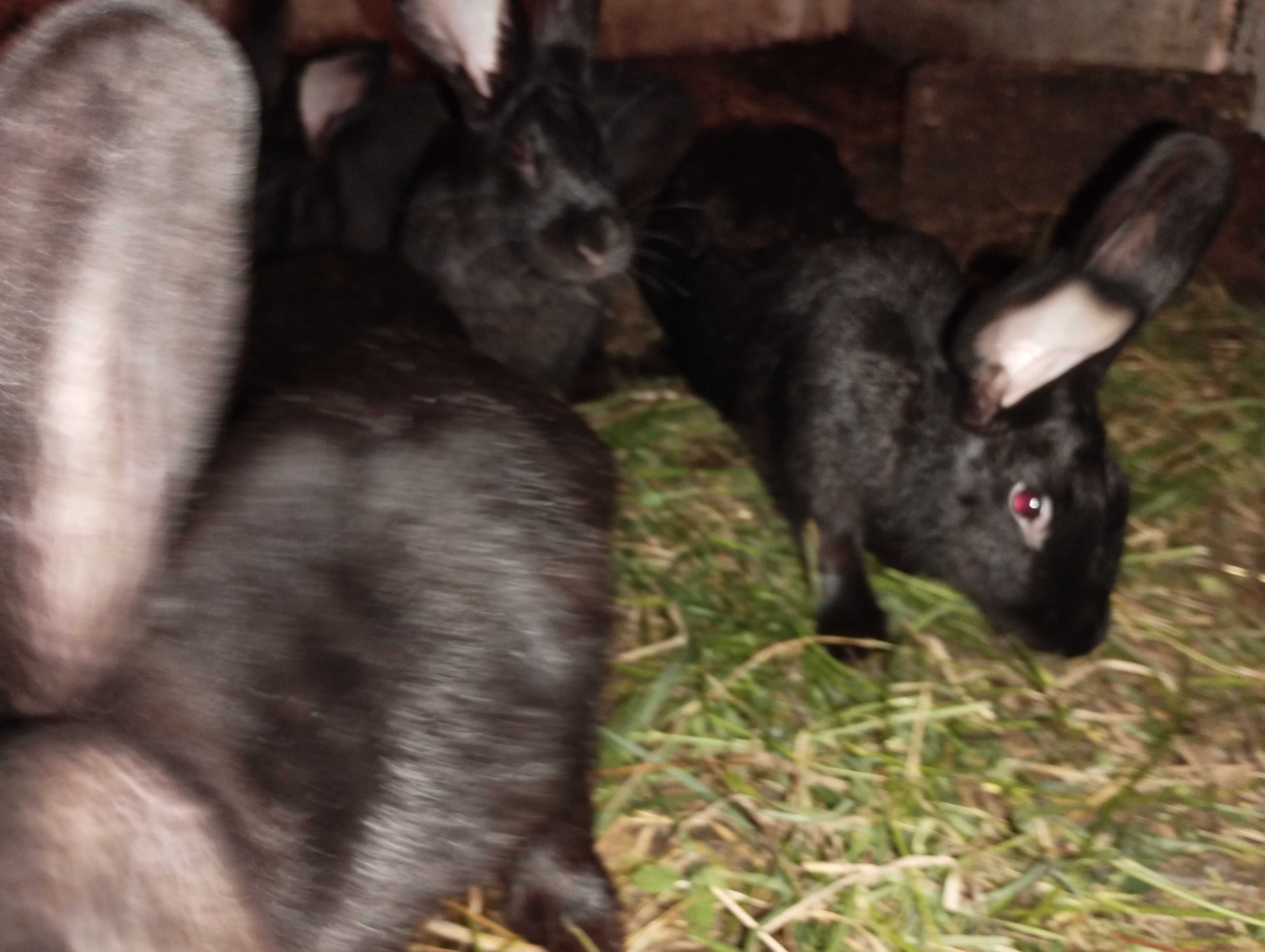 Кролики ( самки і самці)