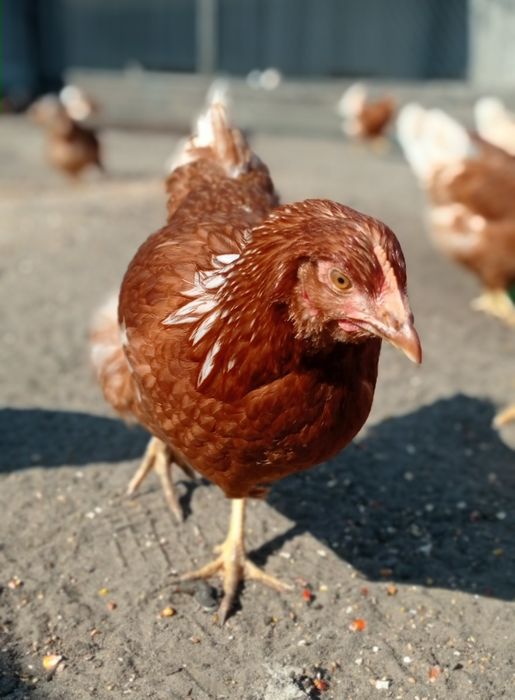 Молодка 4-5 месяцев