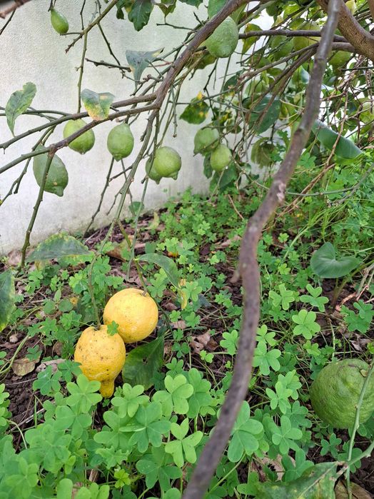 CIDRÃO orgânico: fruto RARO de Natal [à unidade ou ao kilo)