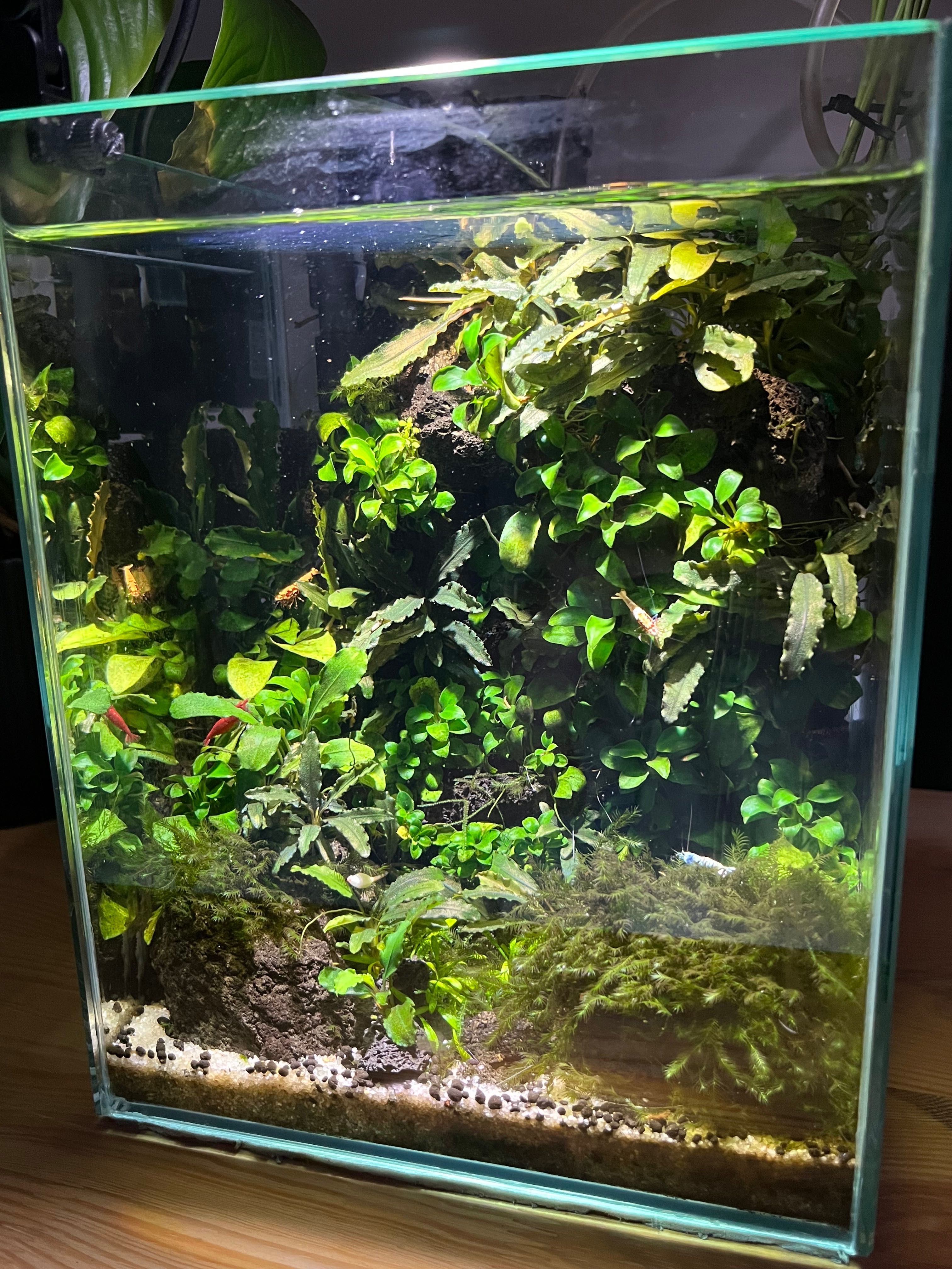 Akwarium optiwhite 20x20x25
