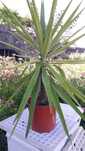 Palmeira Yucca Jovem