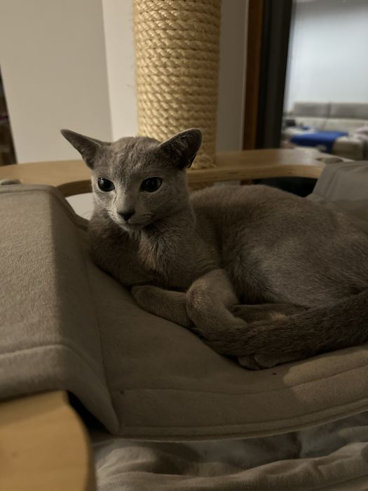 kocurek rosyjski niebieski , ur. 15 XI 2024, FIFE