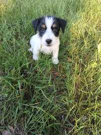 Jack Russell terrier suczka