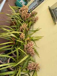 Orquideas em vaso