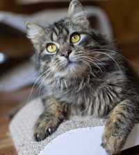 Мазай 1.5 года, полосатый большой кот
