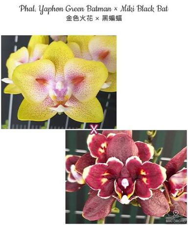Продам подростки орхидеи