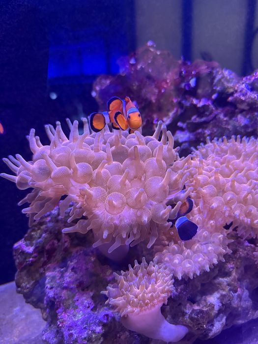 Akwarium morskie z błazenkami