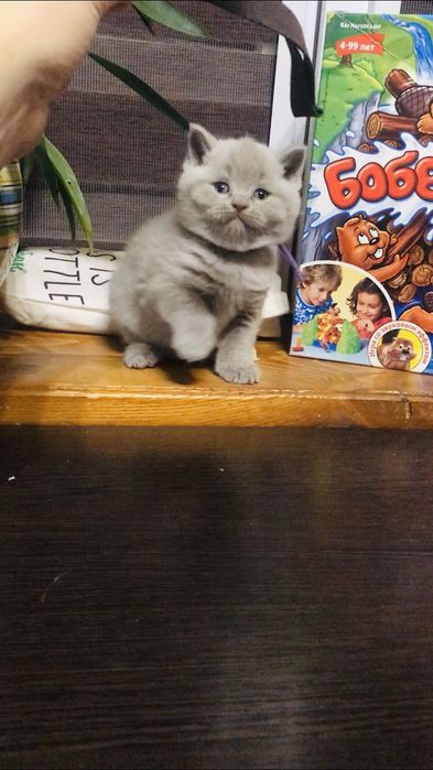 Шотландська дівчинка.