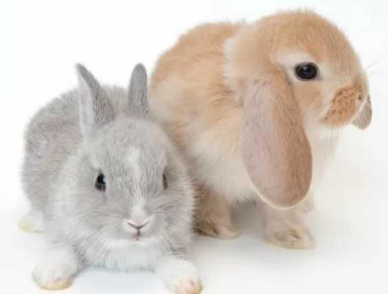 Кролики белые-черные-рыжые