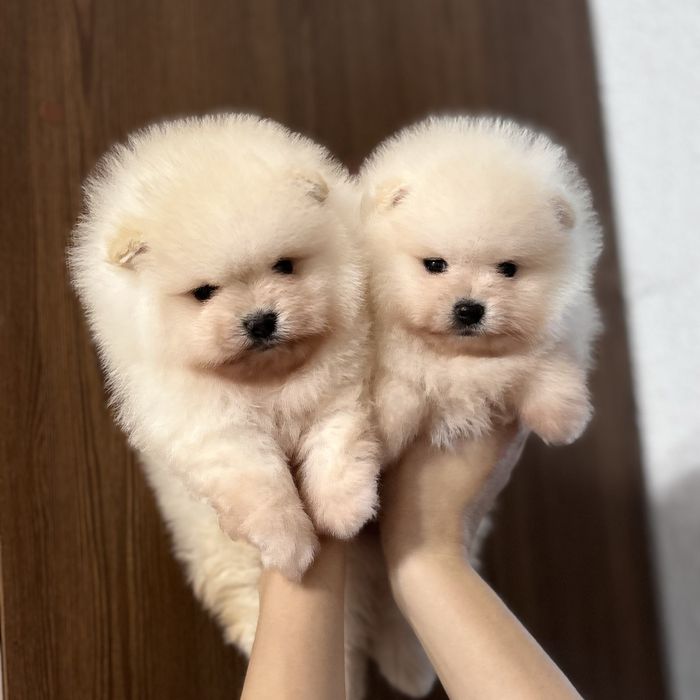 лялькові Ведмедики шоу классу