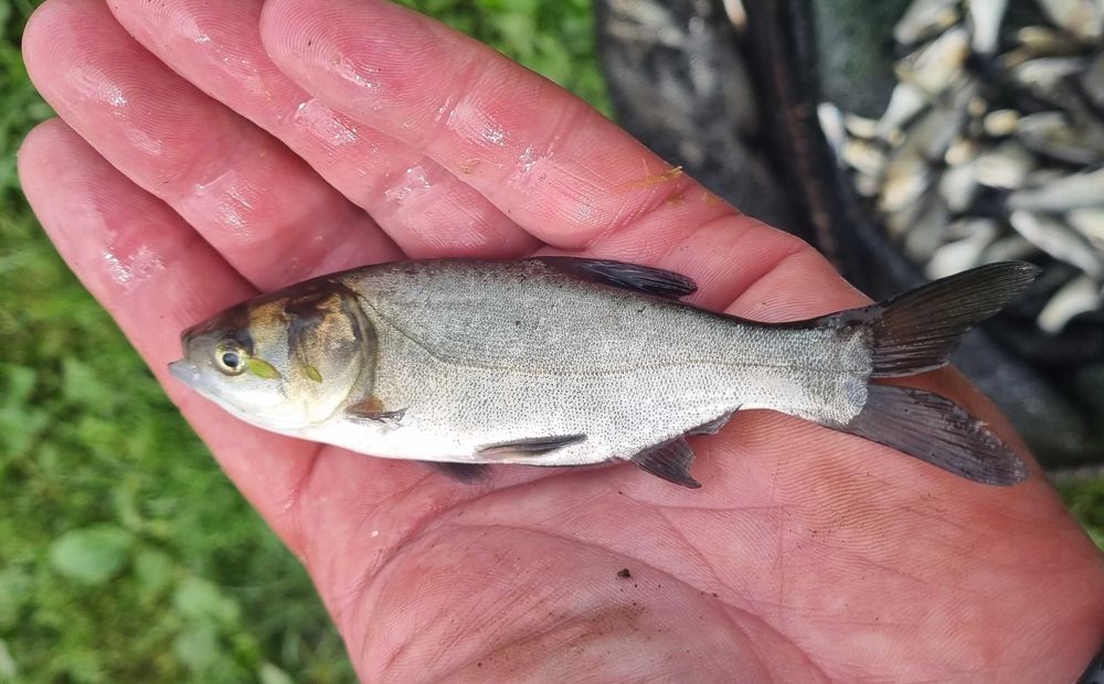 Tołpyga Narybek Tołpygi Kroczek