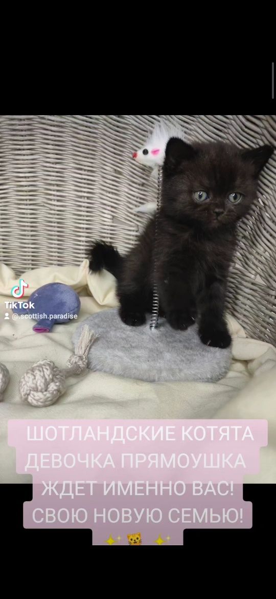 Продам Шотландських котят