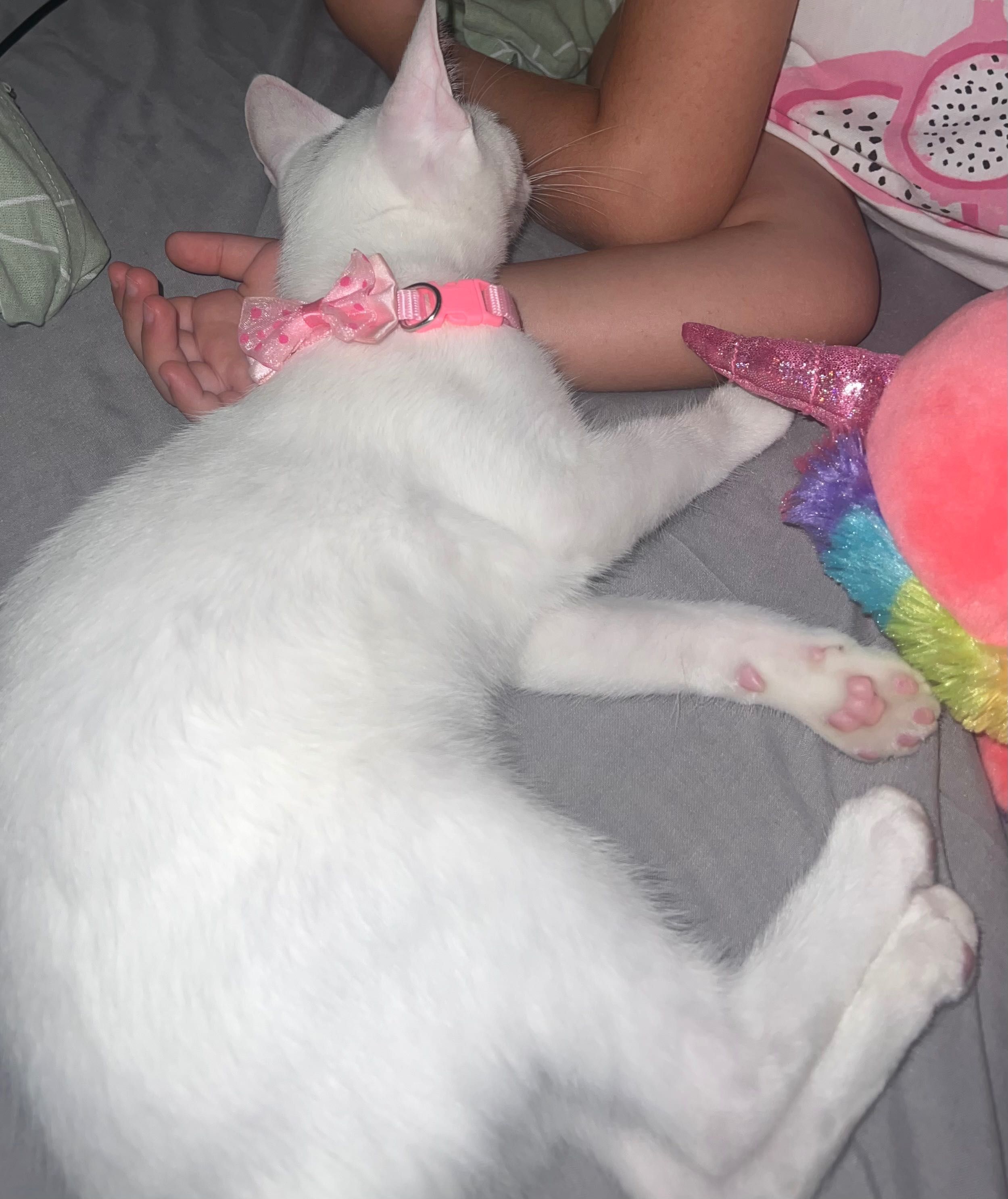 Gata • Fêmea • 4 meses