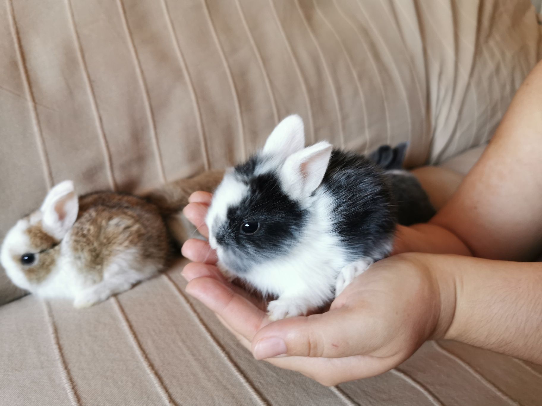 KIT Coelhos anões angorá e holandês mini muito fofos